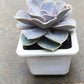Echeveria Pearl of Nurnberg in 8cm pot