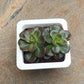 Echeveria 'Melaco' Small 8.5 cm pot