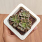 Echeveria 'Melaco' Small 8.5 cm pot