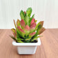 Euphorbia Succulent Green