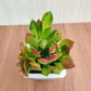 Euphorbia Succulent Green