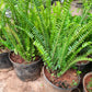Fern Plant in 5inch pot
