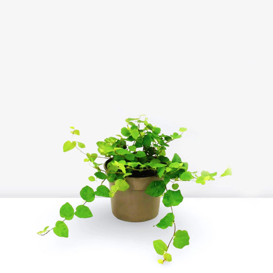 Ficus pumila or Climbing Fig in 5inch pot