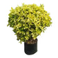 Ficus Panda – in 8 inch pot