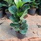 Fiddle leaf fig big leaf 1-2 ft height in 6inch nursery pot