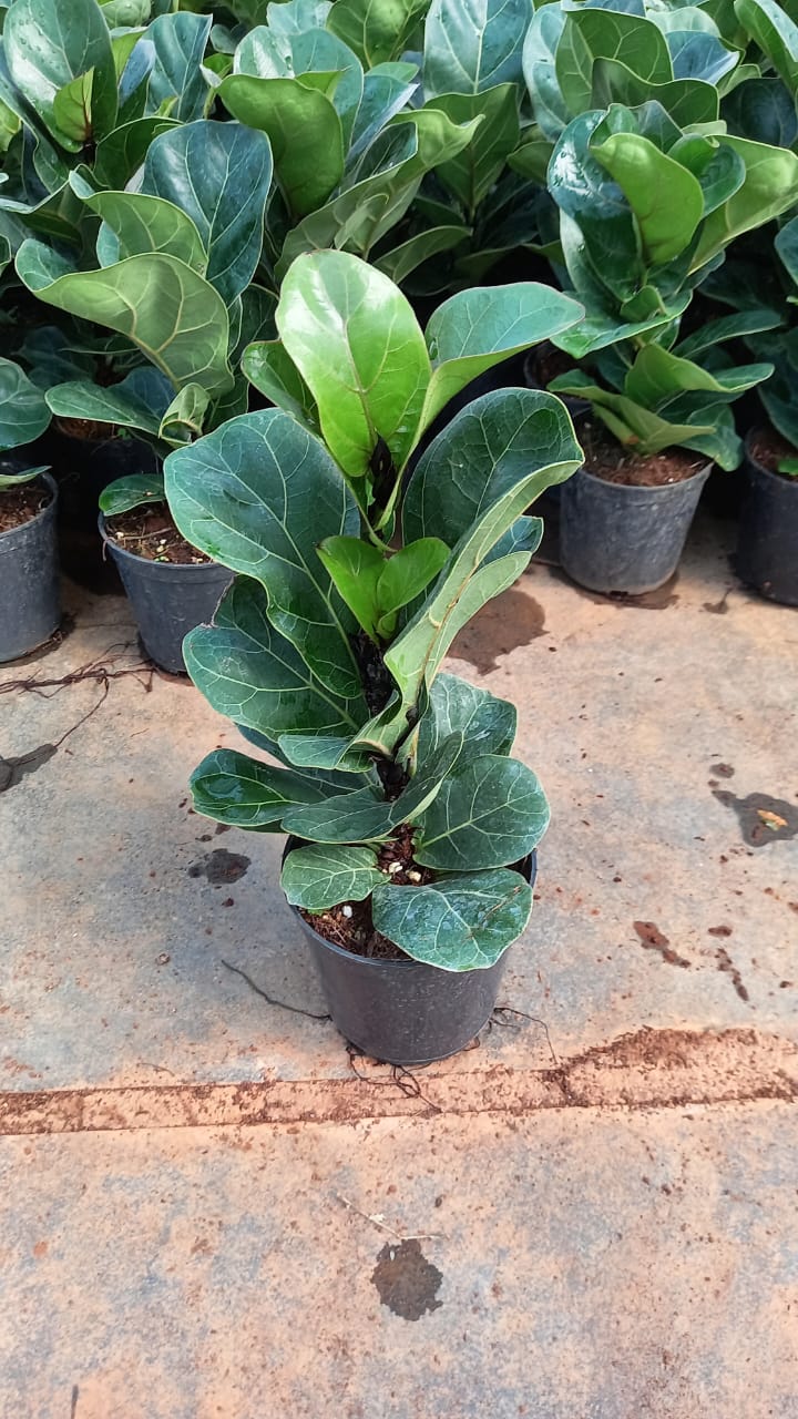 Fiddle leaf fig big leaf 1-2 ft height in 6inch nursery pot