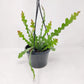 Fishbone Cactus in 4inch pot