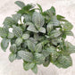Fittonia (Nerve Plant) Green Plant in 9cm pot