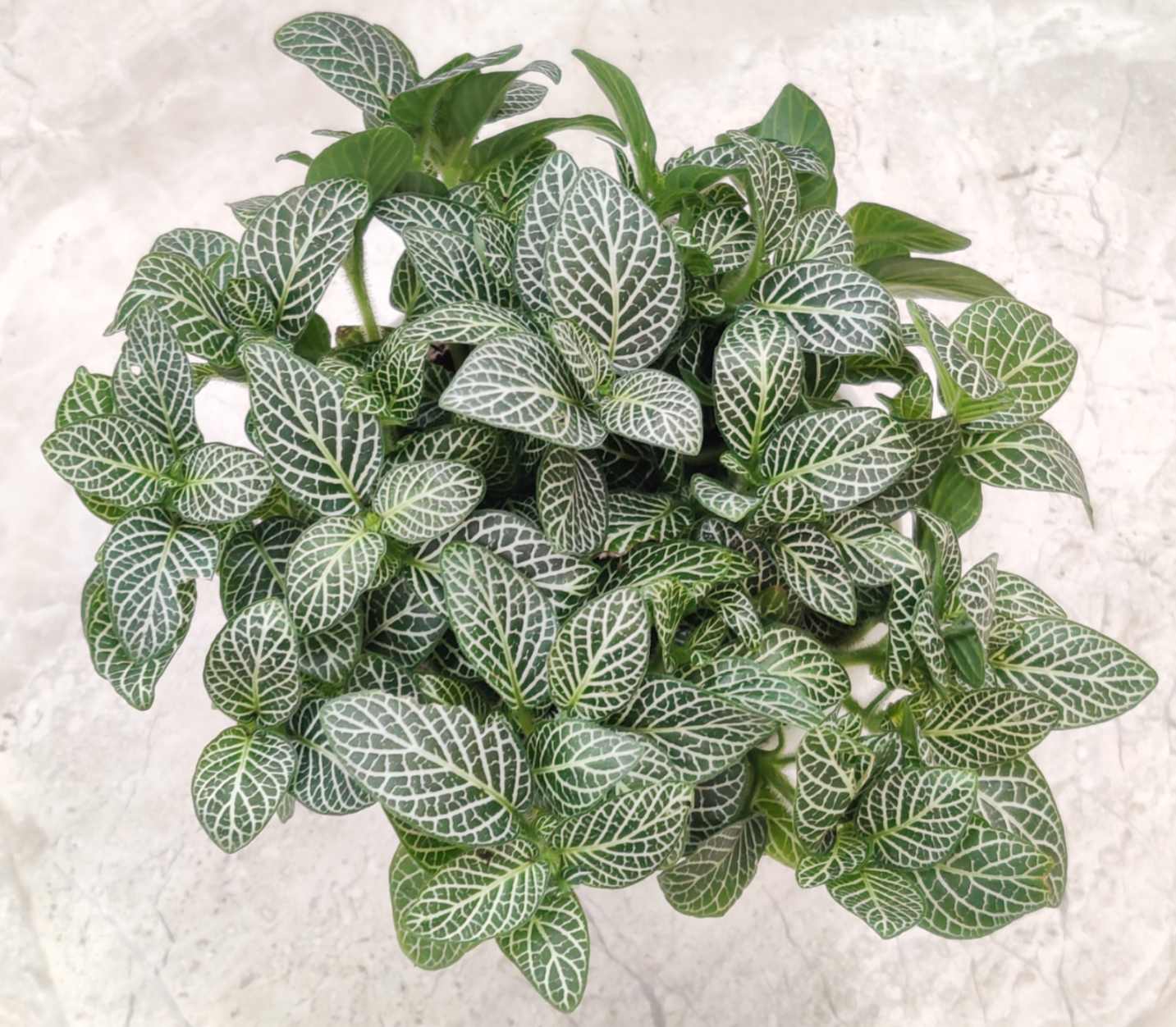 Fittonia (Nerve Plant) Green Plant in 9cm pot