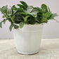 Fittonia (Nerve Plant) Green Plant in 9cm pot