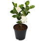 Potted plant with white flowers and green leaves on a white background