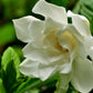 White flower with green leaves in the background