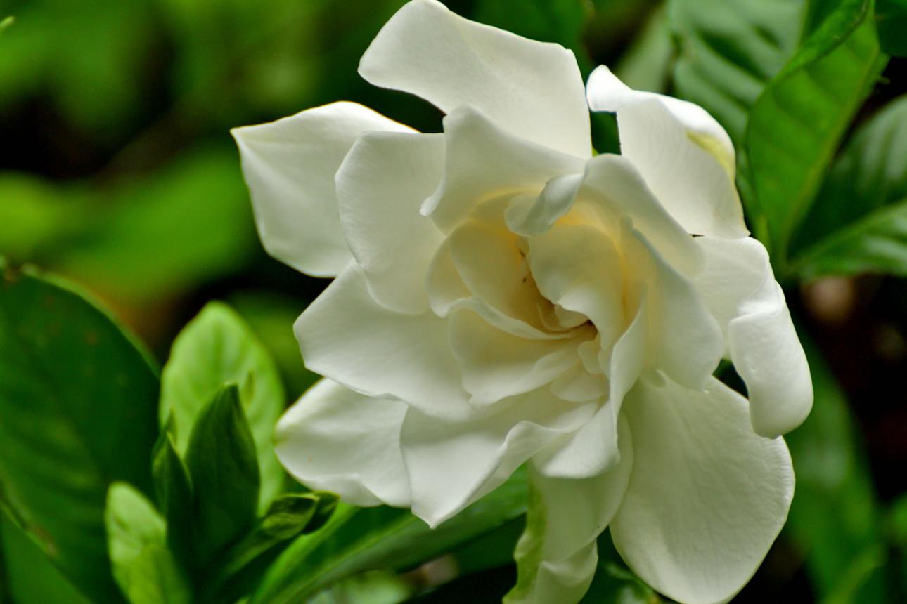 White flower with green leaves in the background