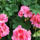 Geranium (Any color in 5inch pot