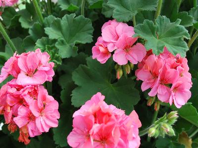 Geranium (Any color in 5inch pot