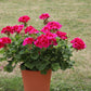 Geranium (Any color in 5inch pot