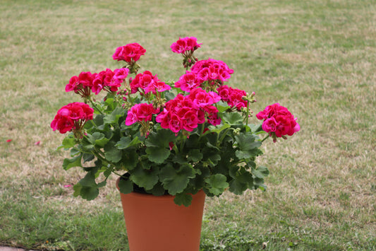 Geranium (Any color)