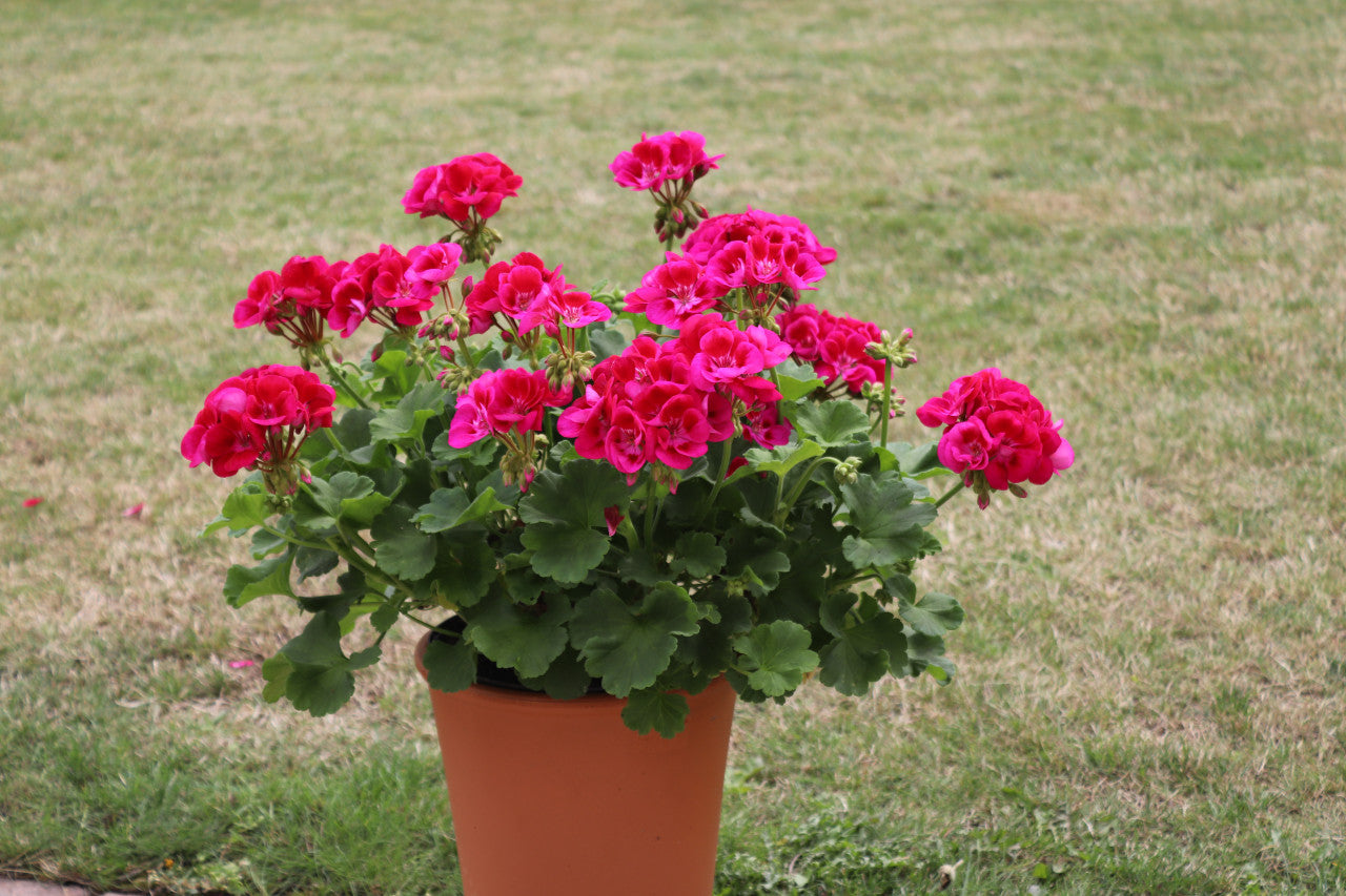 Geranium (Any color in 5inch pot