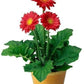 Gerbera Daisy in 5-inch pot (any color flower)