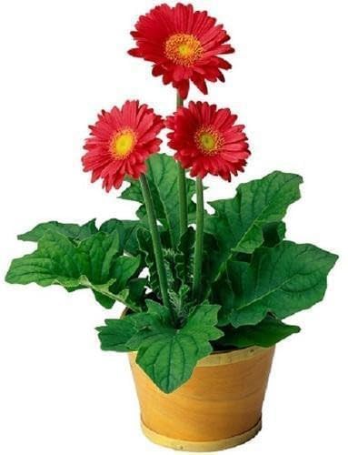 Gerbera Daisy in 5-inch pot (any color flower)