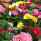 Gerbera Daisy in 5-inch pot (any color flower)