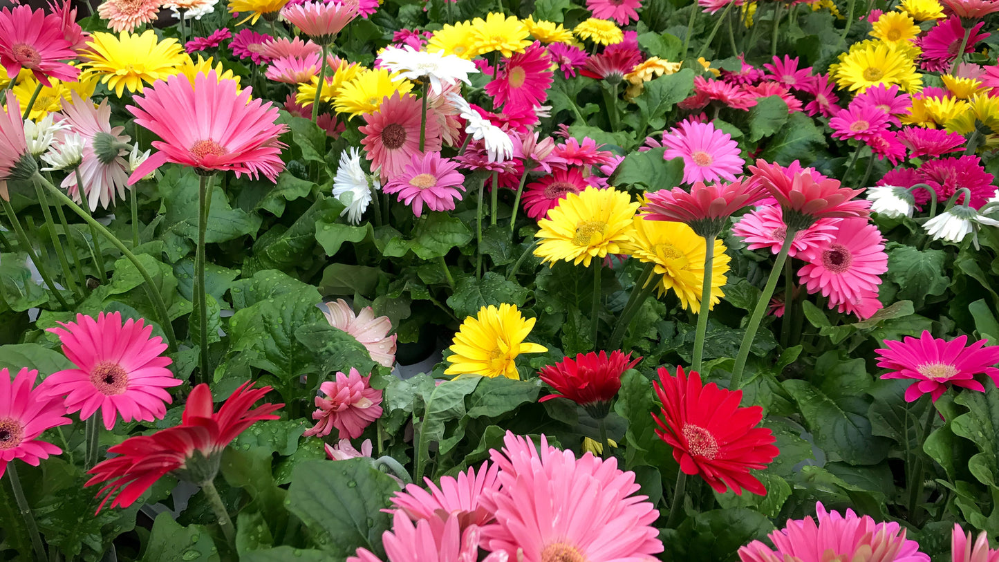 Gerbera Daisy in 5-inch pot (any color flower)