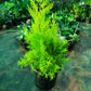 Potted plant on a greenhouse floor with other plants in the background