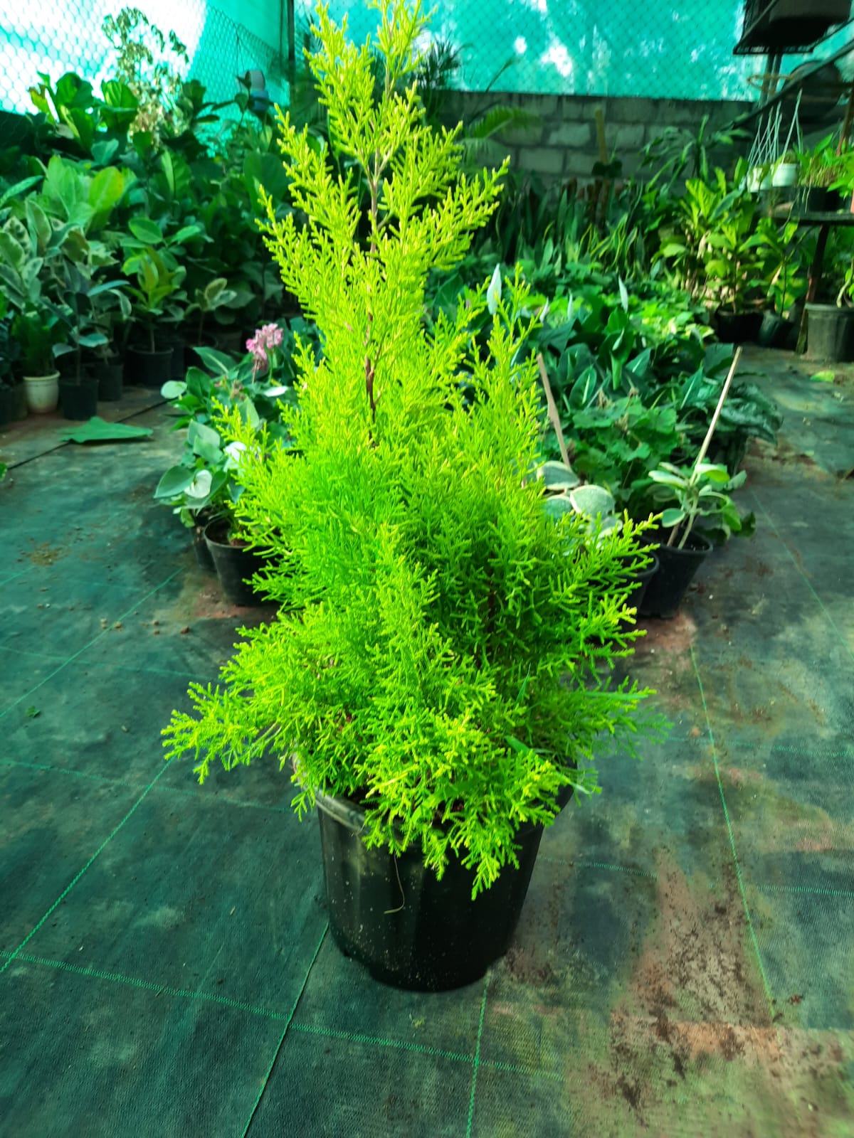 Potted plant on a greenhouse floor with other plants in the background