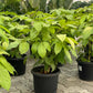 Golden Brassia / Schefflera Golden 2 to 3 ft height in 8inch pot