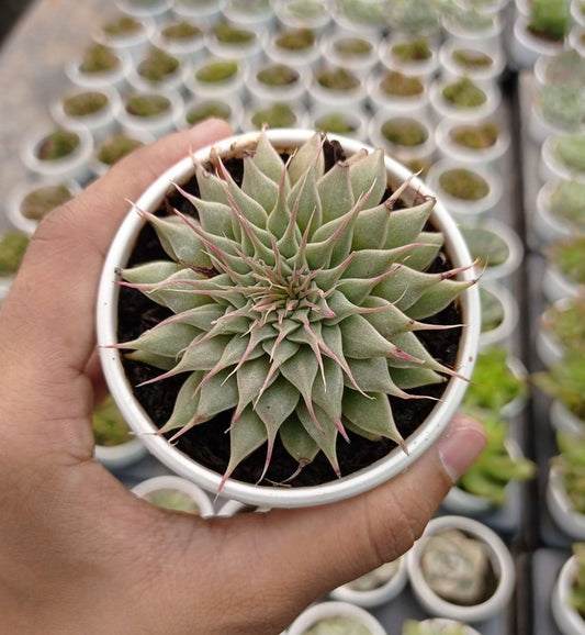 Graptopetalum Filiferum, 12 cm pot