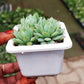 Graptopetalum Macdougallii