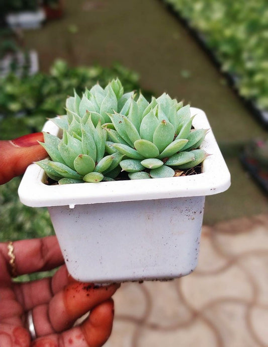 Graptopetalum Macdougallii
