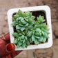 Graptopetalum Macdougallii