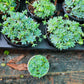 Graptopetalum Macdougallii