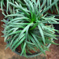 Potted plant with green leaves on a wooden surface