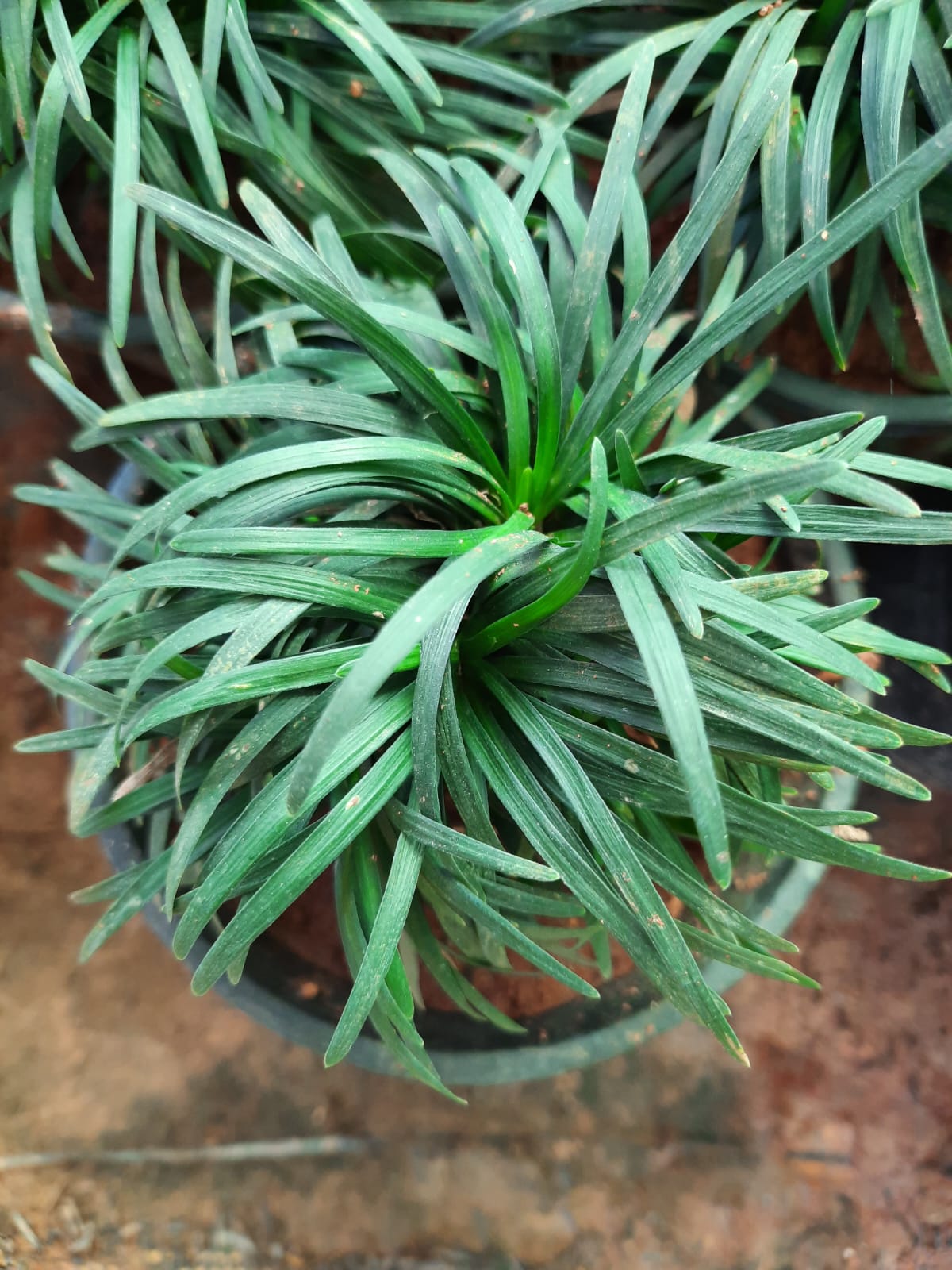 Potted plant with green leaves on a wooden surface