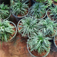Collection of potted green plants on a brown surface