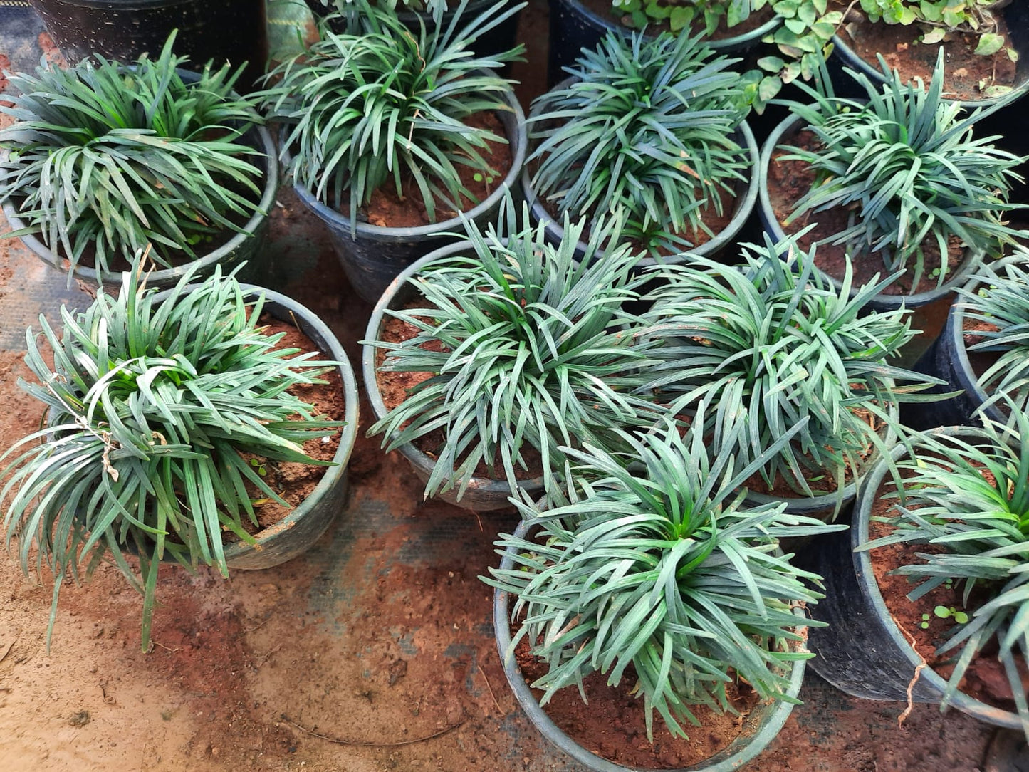 Collection of potted green plants on a brown surface