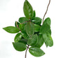 Green Hoya cornosa in 6inch hanging pot