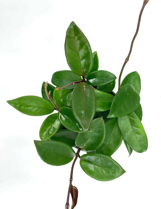 Green Hoya cornosa in 6inch hanging pot