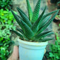 Haworthia herbacea in 3inch pot