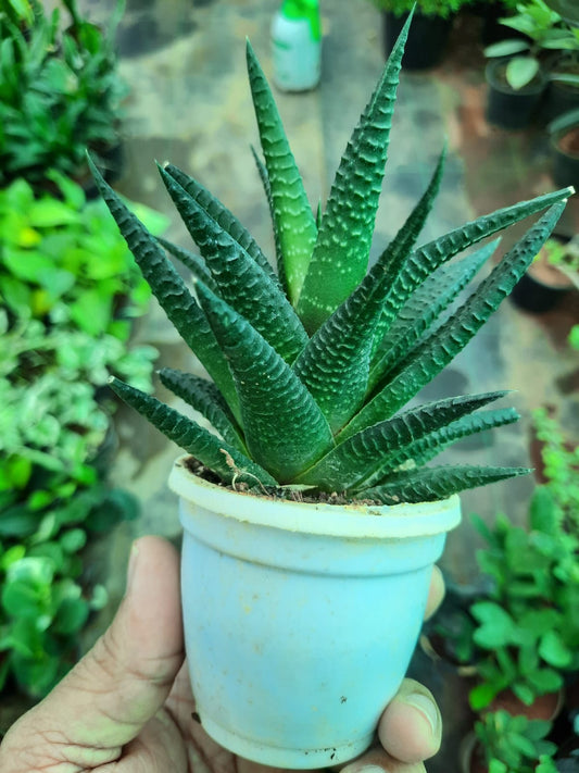 Haworthia herbacea in 3inch pot