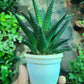 Haworthia herbacea in 3inch pot