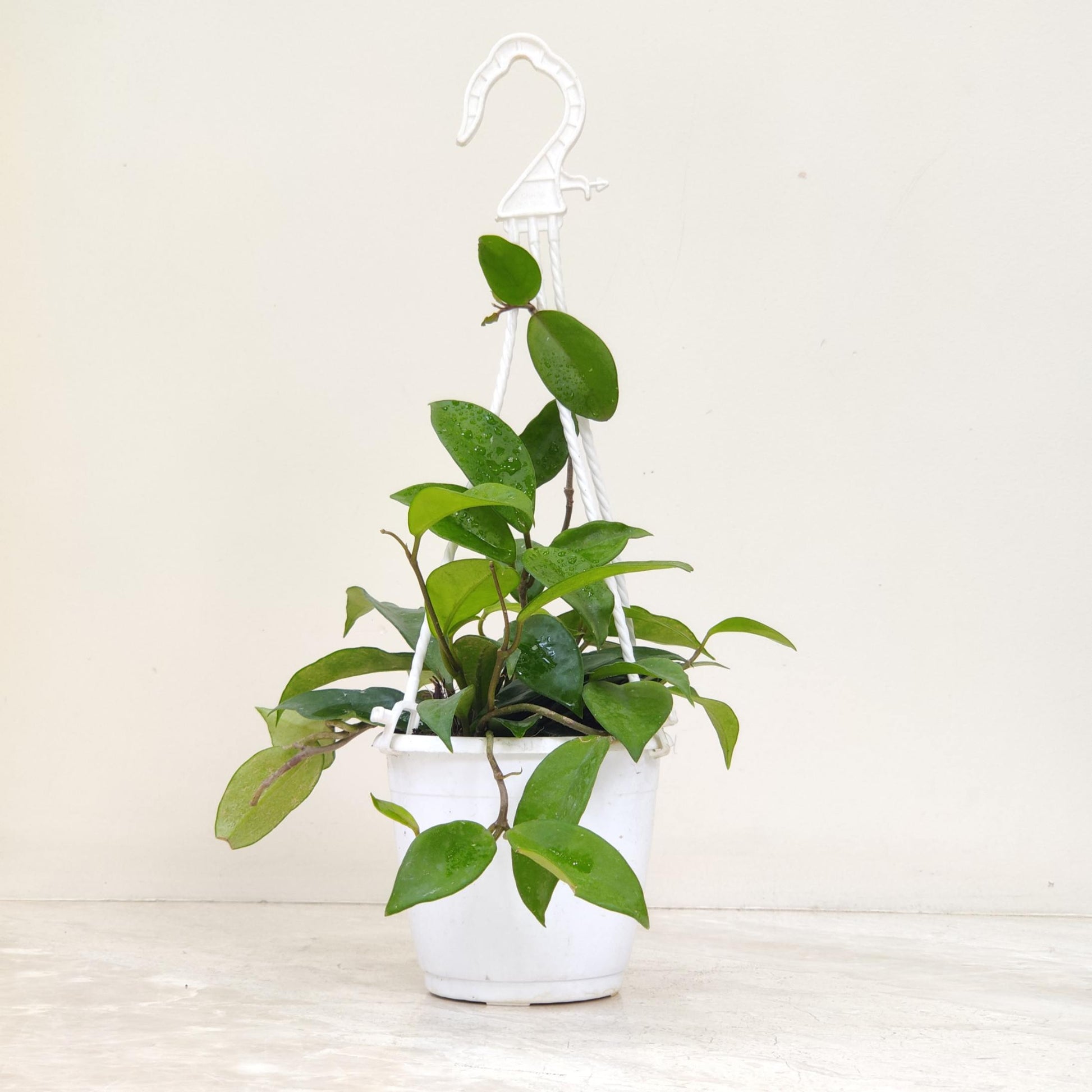 Potted plant hanging from a white macrame hanger on a light wooden surface.