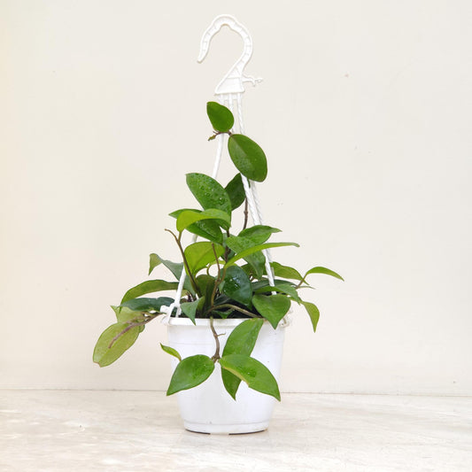 Potted plant hanging from a white macrame hanger on a light wooden surface.