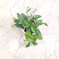 Hanging green plant on a textured white background