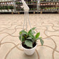 Potted plant hanging from a white hook on a patterned floor with shelves in the background