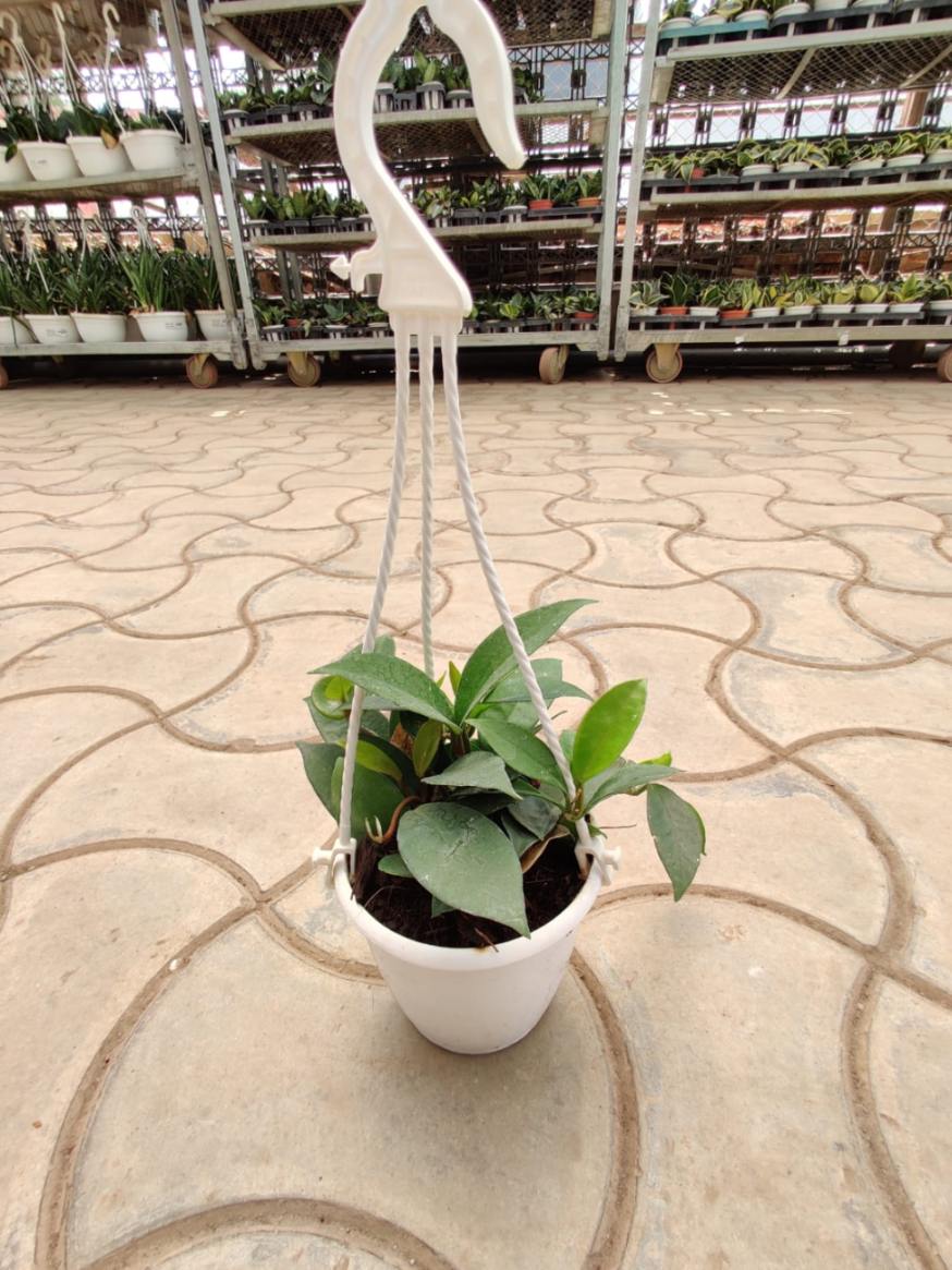 Potted plant hanging from a white hook on a patterned floor with shelves in the background