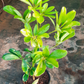 Umbrella Plant / Schefflera green 1 to 2 ft height in 5inch nursery pot