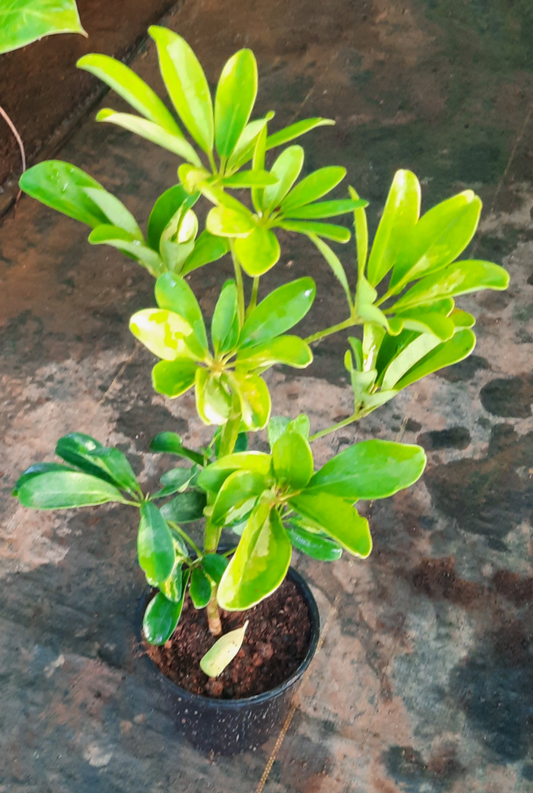 Umbrella Plant / Schefflera green 1 to 2 ft height in 5inch nursery pot